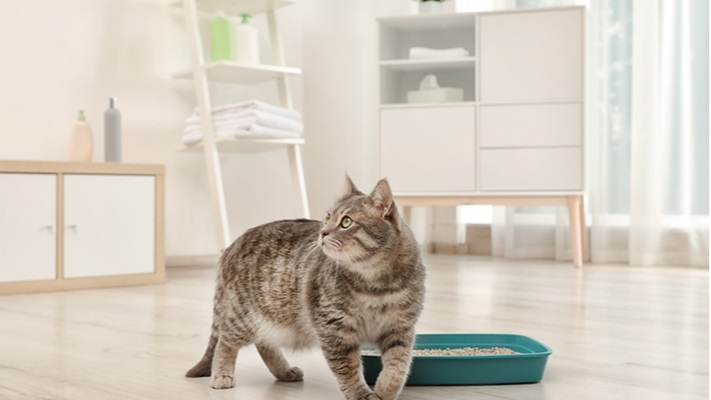 gatto vicino a lettiera